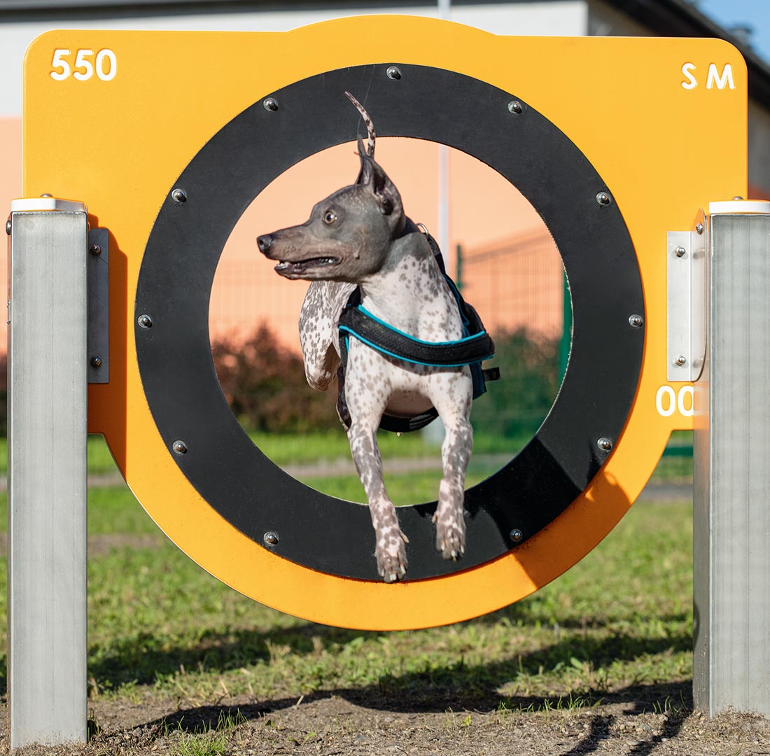 Hund springt durch Hundesprungring von SAPEKOR